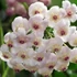 Kép 1/8 - Hoya rotundiflora
