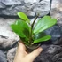 Kép 5/10 - Hoya kerrii