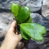 Kép 3/10 - Hoya kerrii