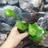 Kép 6/10 - Hoya kerrii
