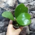 Kép 4/10 - Hoya kerrii