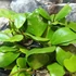 Kép 2/10 - Hoya kerrii