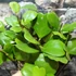 Kép 10/10 - Hoya kerrii
