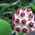 Kép 1/10 - Hoya kerrii