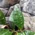 Kép 3/6 - Hoya rundumensis 'Splash'