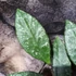 Kép 6/6 - Hoya rundumensis 'Splash'