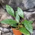 Kép 4/6 - Hoya rundumensis 'Splash'