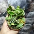 Kép 3/9 - Hoya carnosa compacta 'Variegata'