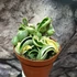 Kép 2/9 - Hoya carnosa compacta 'Variegata'