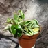 Kép 4/9 - Hoya carnosa compacta 'Variegata'