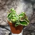 Kép 5/9 - Hoya carnosa compacta 'Variegata'