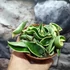 Kép 6/9 - Hoya carnosa compacta 'Variegata'
