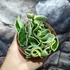 Kép 7/9 - Hoya carnosa compacta 'Variegata'