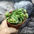 Kép 8/9 - Hoya carnosa compacta 'Variegata'
