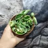 Kép 9/9 - Hoya carnosa compacta 'Variegata'