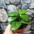 Kép 4/6 - Hoya fitchii
