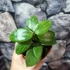 Kép 6/6 - Hoya fitchii