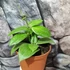 Kép 5/6 - Hoya fitchii