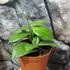 Kép 2/6 - Hoya fitchii