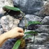 Kép 4/6 - Hoya archboldiana