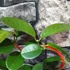 Kép 3/6 - Hoya australis