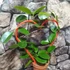 Kép 4/6 - Hoya australis