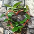 Kép 5/6 - Hoya australis