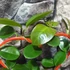 Kép 6/6 - Hoya australis