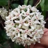 Kép 1/6 - Hoya australis