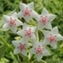 Kép 1/7 - Hoya Bella