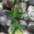 Kép 3/6 - Hoya burmanica