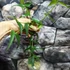 Kép 4/6 - Hoya burmanica