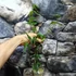 Kép 5/6 - Hoya burmanica