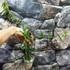 Kép 6/6 - Hoya burmanica