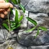 Kép 2/4 - Hoya chlorantha