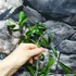 Kép 3/4 - Hoya chlorantha