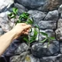 Kép 4/4 - Hoya chlorantha
