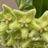 Kép 1/4 - Hoya chlorantha