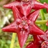 Kép 1/3 - Hoya coronaria "All red"