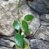 Kép 3/4 - Hoya coronaria 'Pink'