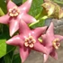 Kép 1/4 - Hoya coronaria 'Pink'