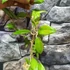 Kép 2/4 - Hoya cutis porcelana