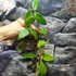 Kép 3/4 - Hoya cutis porcelana
