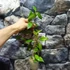 Kép 4/4 - Hoya cutis porcelana