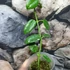 Kép 3/5 - Hoya cv. Ruthie