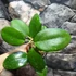 Kép 3/6 - Hoya cv. noelle