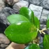 Kép 5/6 - Hoya cv. noelle