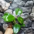 Kép 6/6 - Hoya cv. noelle