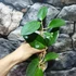 Kép 3/4 - Hoya cv. patcharawalai