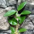 Kép 4/4 - Hoya cv. patcharawalai